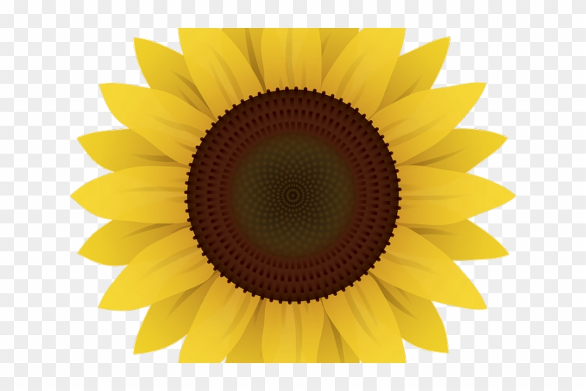 Sunflower Clipart Vector - Sunflower Cartoon Transparent Background, HD Png Download - 640x480(#2173352) - PngFind Sunflower Clipart Vector - Sunflower Cartoon Transparent Background, HD Png Download - 640x480(#2173352) - PngFind