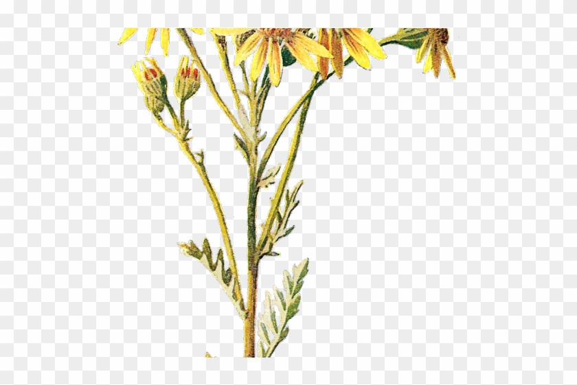 Wildflower Clipart Dainty Flower Orange Lily Hd Png Download 640x480 2192806 Pngfind