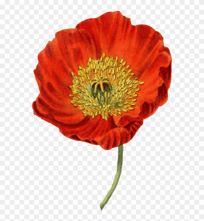 Download Svg Royalty Free Download Red Transparent Png Stickpng Poppy Flower Botanical Illustration Png Download 1280x1280 222638 Pngfind