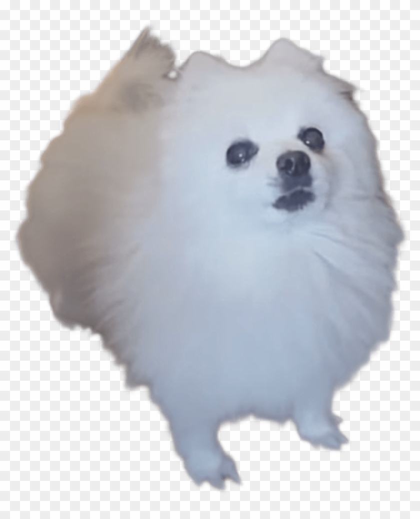 Gabe The Bork Dog Roblox Gabe The Dog Shirts S Hd Png Download