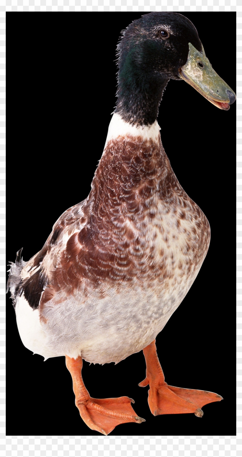 Brown Color Duck, HD Png Download - 871x1600(#2202196) - PngFind