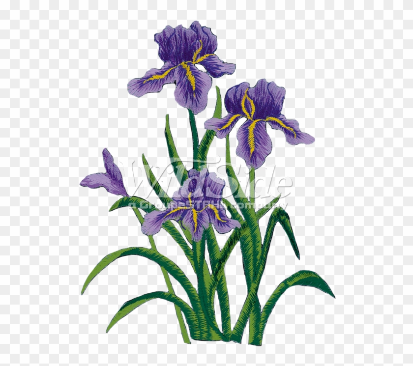 Purple Iris Flower Png - Garret Johnston