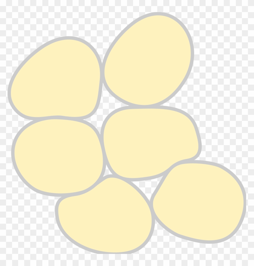 White Adipose Tissue Cell Adipocyte - Adipose Tissue Clipart, HD Png