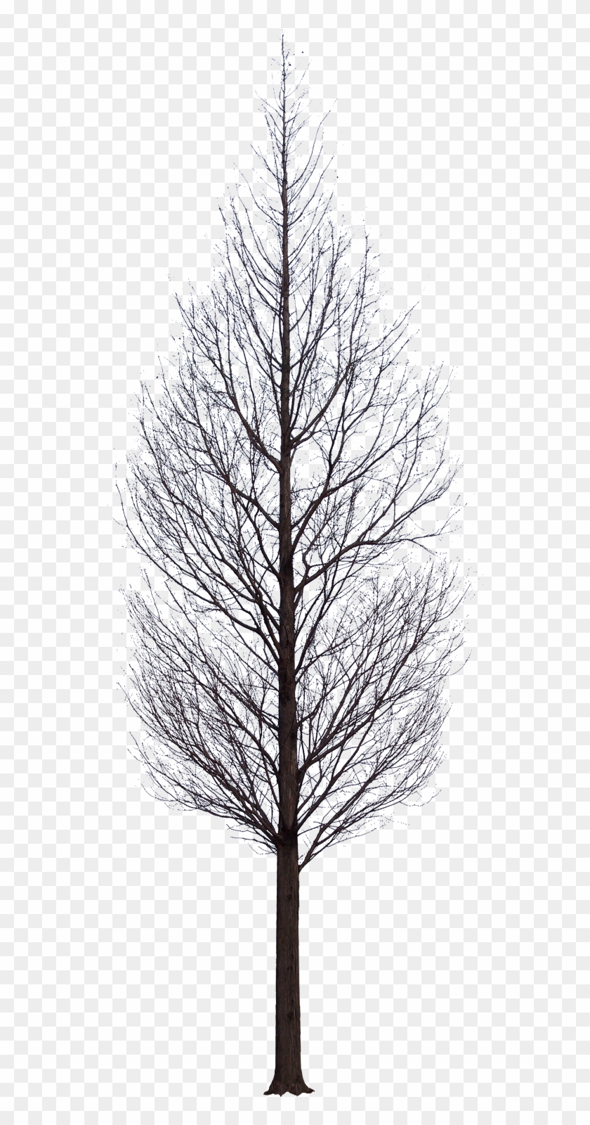Tree Psd Watercolor Trees Winter Trees Photomontage Tree Images Without Background Hd Png Download 650x1600 Pngfind Tree Psd Watercolor Trees Winter Trees Photomontage Tree Images Without Background Hd Png Download 650x1600 Pngfind