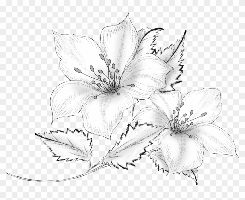 Flower Pencil Drawing Images - Free Download on Freepik