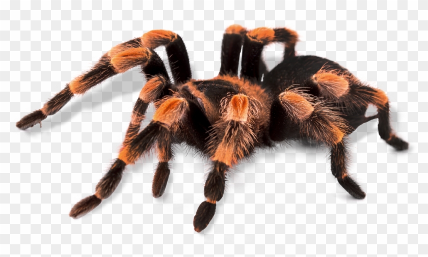 Live Tarantula Feedings - Tarantula, HD Png Download - 966x535(#2255280