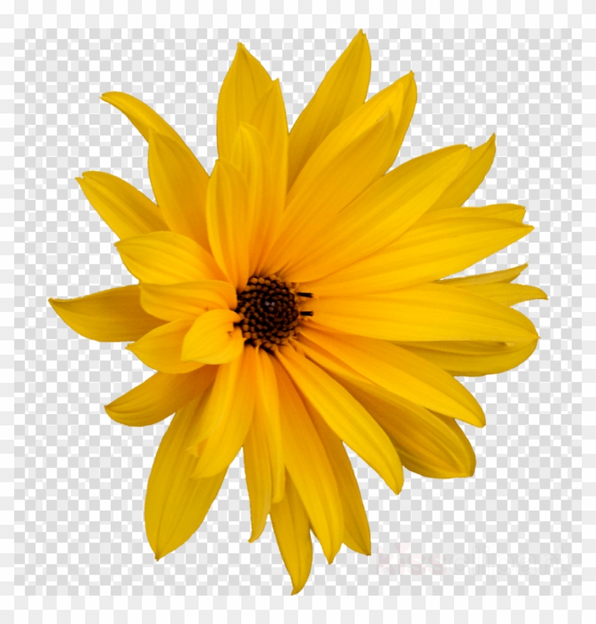 Margarita Flor Png Clipart Flower, Transparent Png - 900x900(#2261560) -  PngFind