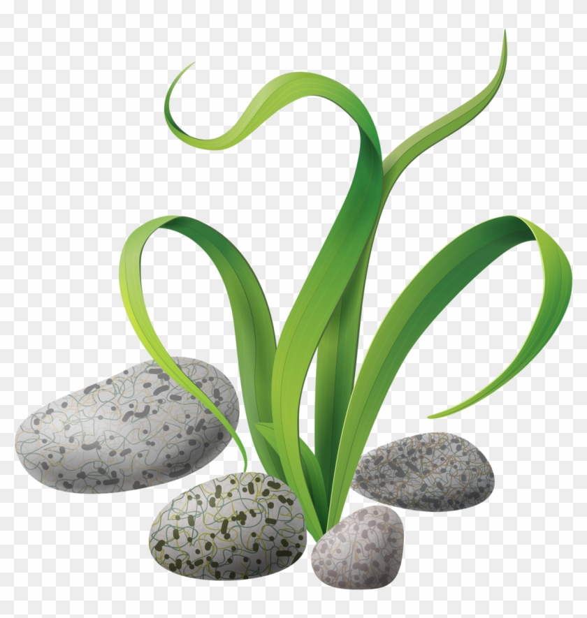 Algae Stones Png Clip Art Scrapbooks And Under The Sea Clipart Transparent Hd Png Download 1157x1165 Pngfind