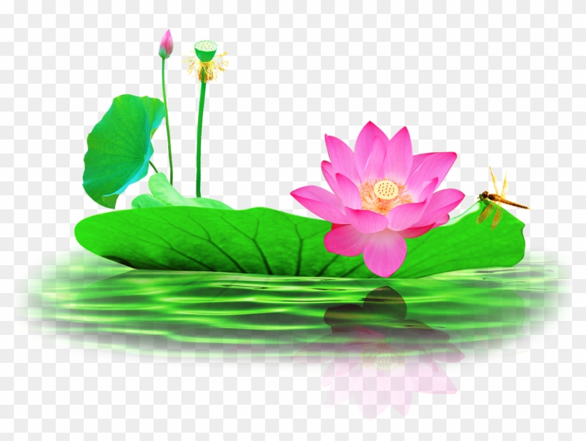 Picture Free Nelumbo Nucifera Pond Lotus Transprent Lotus Pond Png Transparent Png 2613x2301 Pngfind Picture Free Nelumbo Nucifera Pond Lotus Transprent Lotus Pond Png Transparent Png 2613x2301 Pngfind
