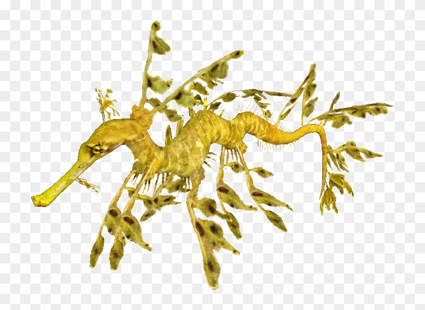 Leafy Sea Dragon Transparent Png Download Leafy Sea Dragon Png
