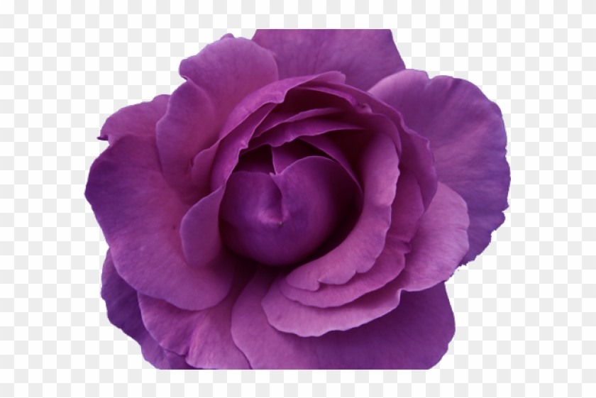 Rose Tattoo Clipart Transparent Background Purple Flowers. 