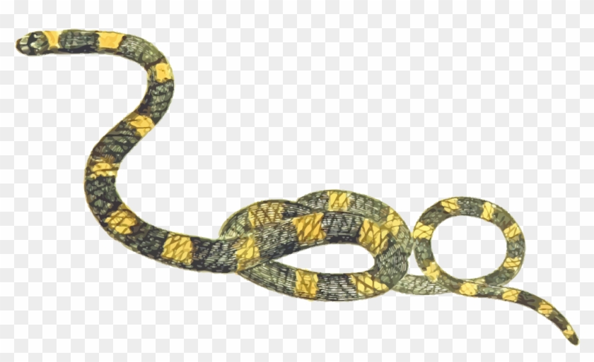 rattlesnake reptile snakes boa constrictor vipers morsky had zluto cerny hd png download 1333x750 2335326 pngfind rattlesnake reptile snakes boa