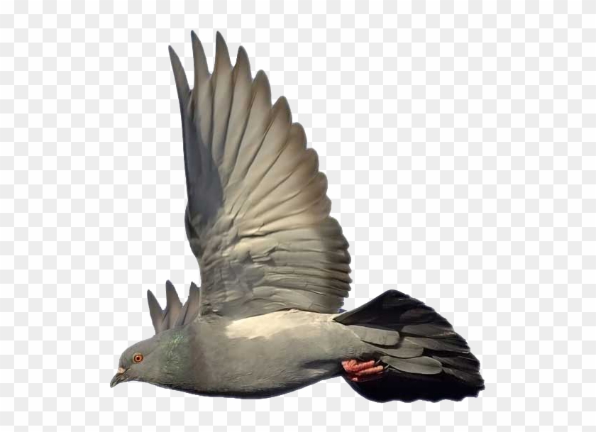 Paloma Paloma Silvestre Volando Hd Png Download 1067x800