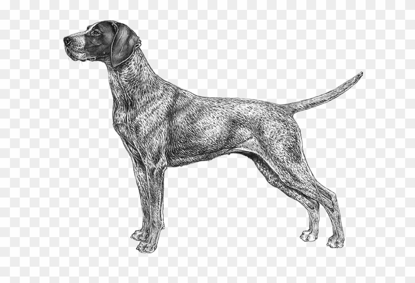 German Shorthaired Pointer Cane Da Caccia Disegno Hd Png Download
