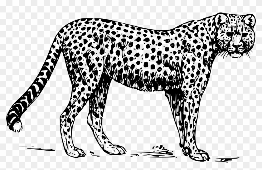 black and white png zoo leopard clip art black and white transparent