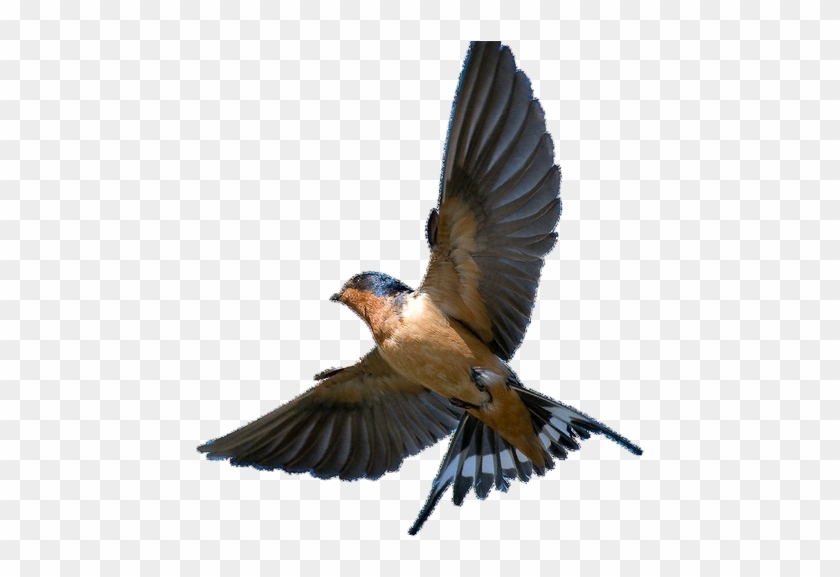 Barn Swallow Png Transparent Picture Barn Swallow In Flight Png
