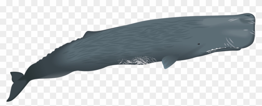 Sperm Whales Have The Largest Brain Of Any Animal, - Blue Whale, HD Png  Download - 1186x429(#2373206) - PngFind