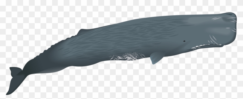Sperm Whales Have The Largest Brain Of Any Animal, - Blue Whale, HD Png Download - 1186x429(#2373206) - PngFind Sperm Whales Have The Largest Brain Of Any Animal, - Blue Whale, HD Png Download - 1186x429(#2373206) - PngFind