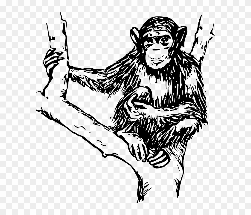 Drawing Tree Branches Holding Hairy Chimpanzee Monkey Black And White Png Transparent Png 599x640 Pngfind Drawing Tree Branches Holding Hairy Chimpanzee Monkey Black And White Png Transparent Png 599x640 Pngfind