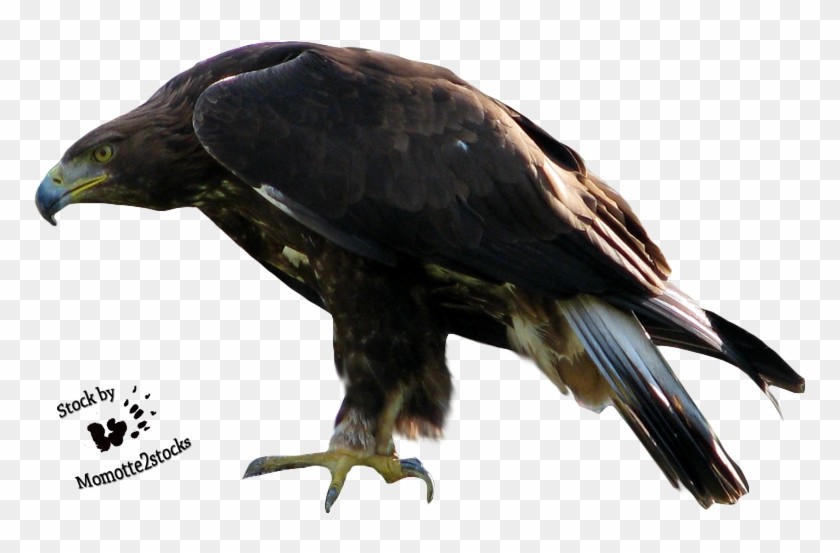 Good Download Eagle Png 2 Free Transparent Png Images, - Eagle Png, Png ...