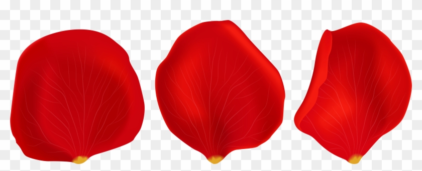 Red Rose Petals Transparent Png Clip Art - Rose Petals Png Transparent, Png  Download - 8000x2983(#240299) - PngFind