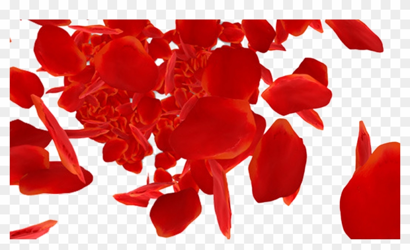 Beach Rose Petal Download Red Rose Petals Falling Png Transparent Png 1000x564 Pngfind