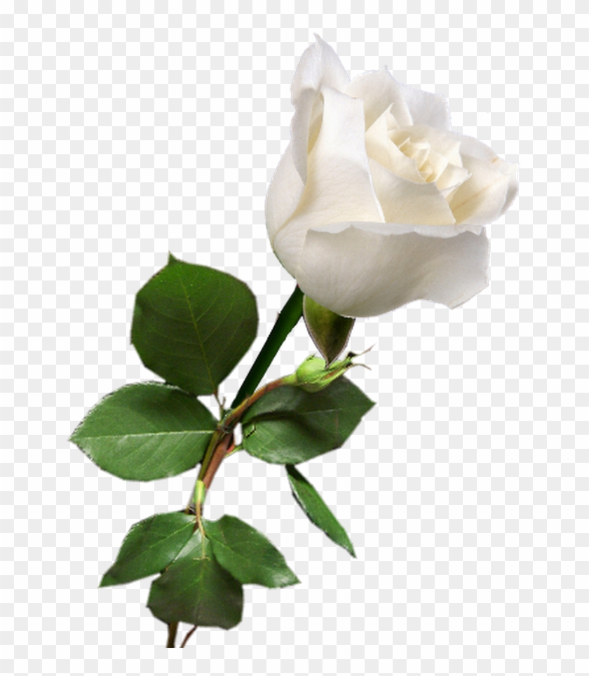 Rosa Blanca White Rose Png, White Roses, Red Roses, - Single White Rose ...
