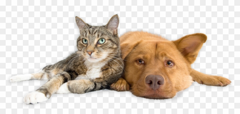 Dog And Cat png download - 512*512 - Free Transparent Cat png Download. -  CleanPNG / KissPNG