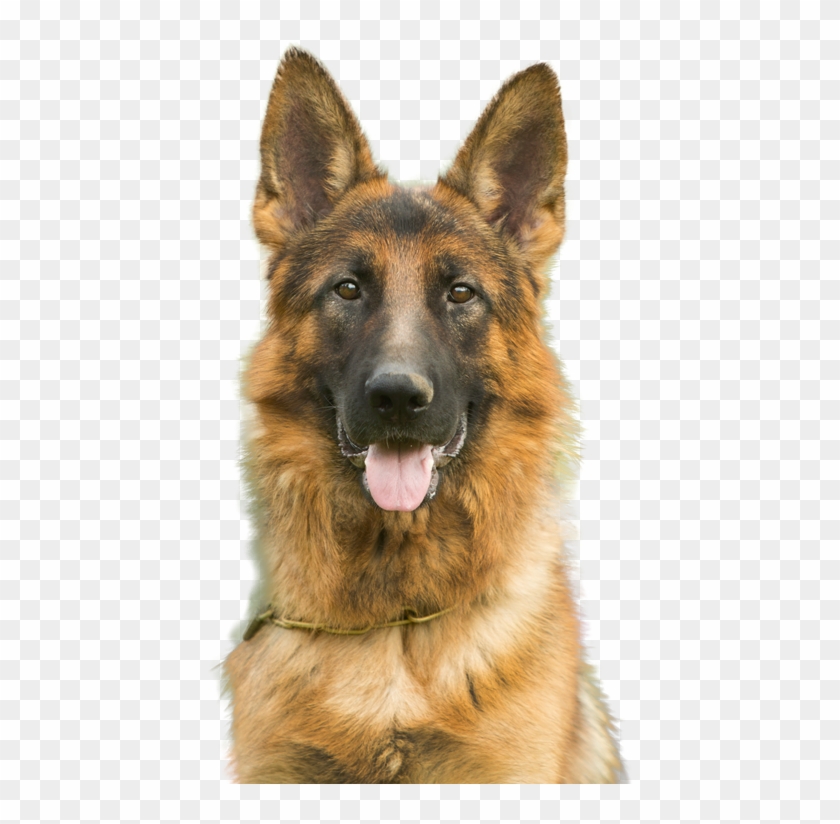 german shepherd dog png