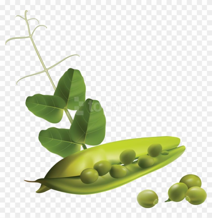Free Png Pea Png Images Transparent - Free Vector Vegetables, Png ...