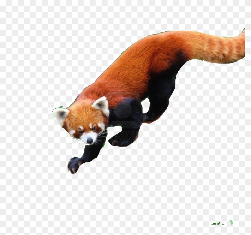 Featured image of post Oso Panda Rojo Kawaii
