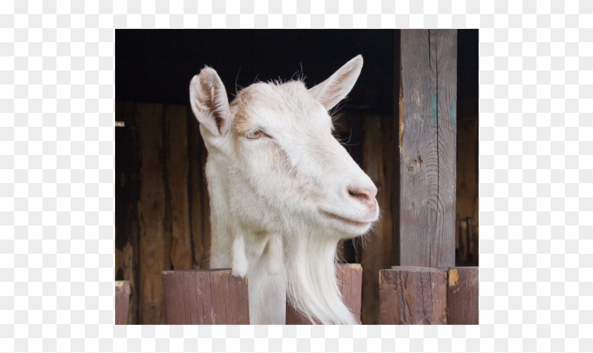 Goat, HD Png Download - 870x420(#2455635) - PngFind