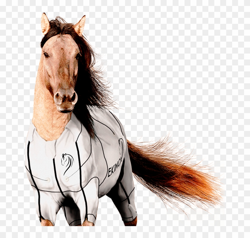 Horse Cb Background Hd, HD Png Download - 671x720(#2488677) - PngFind