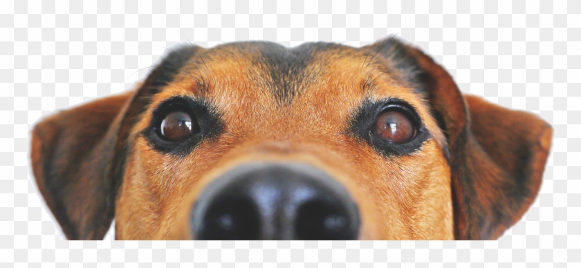 Dog Nose White Background, HD Png Download - 940x492(#2489600) - PngFind
