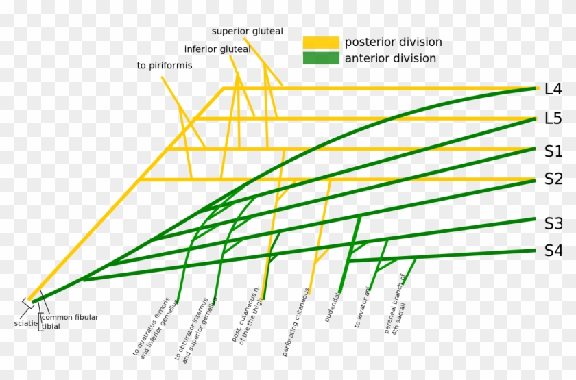 Sacral Plexus Schematic - Lumbosacral Plexus Schematic, HD Png Download