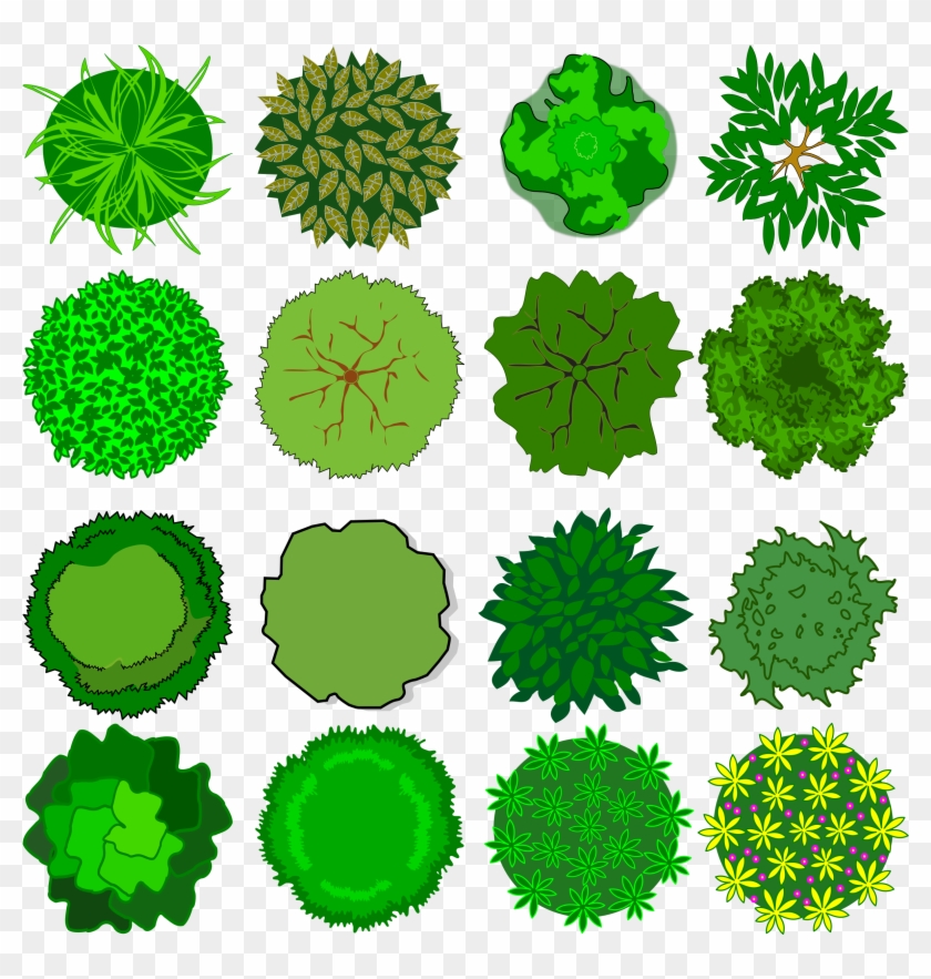 Medium Image - Tree Symbol Top View, HD Png Download - 800x800(#253581