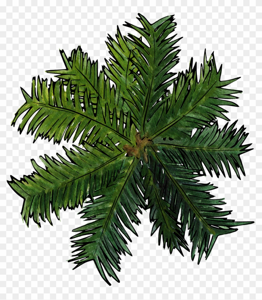 986 X 1082 12 - Top View Shrub Png, Transparent Png - 986x1082(#254036