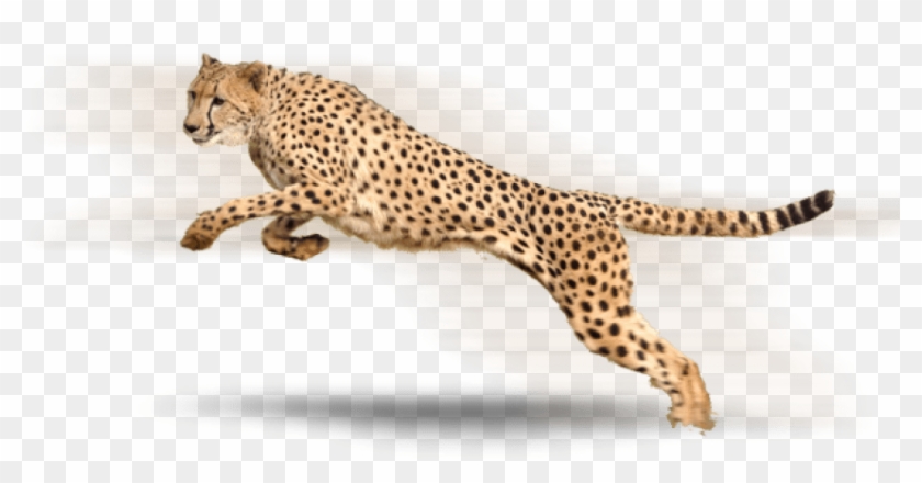 Free Free Transparent Cheetah Print Svg Free SVG PNG EPS DXF File