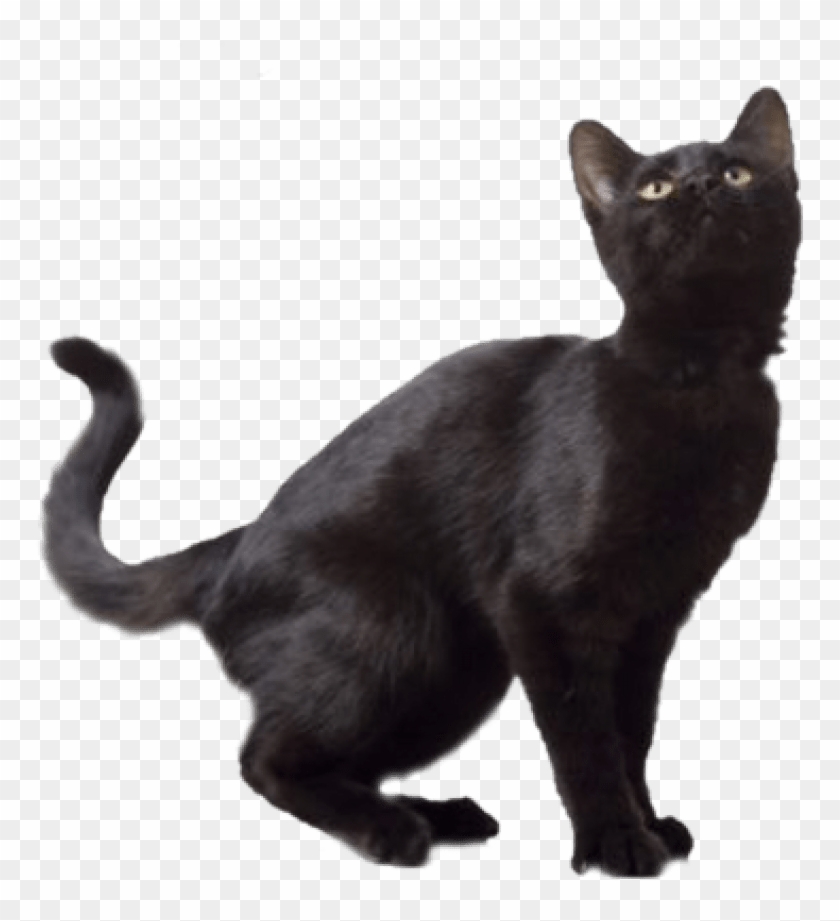 Free Png Download Black Cat Png Images Background Png - Norwegian Forest Cat  Bombay, Transparent Png - 850x840(#256880) - PngFind