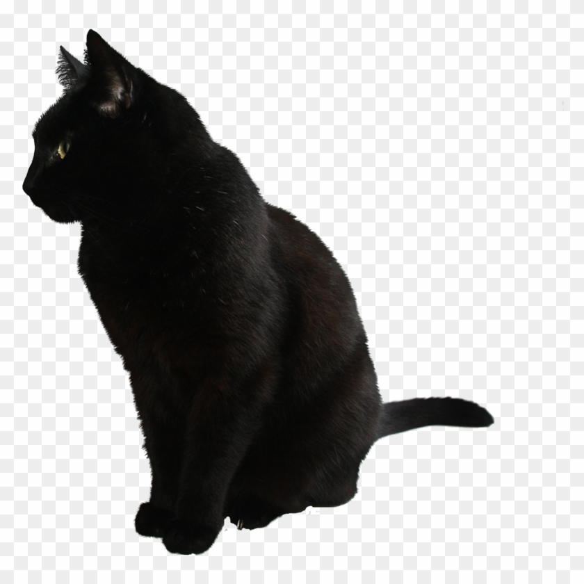 Cat no hot sale background