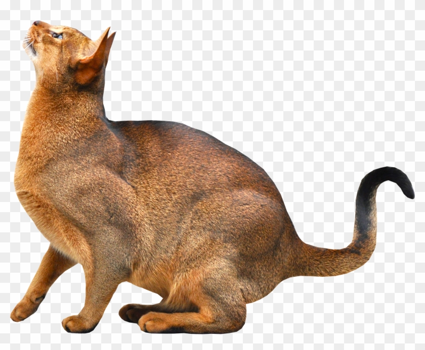 Abyssinian Cat , Transparent Background Cat Png, Png