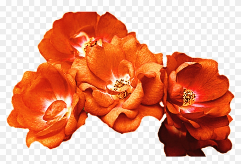 15 Red Flower Crown Png For Free Download On Mbtskoudsalg Orange Flower Crown Png Transparent Png 1368x855 2518343 Pngfind,Bombay Gin And Tonic Recipe