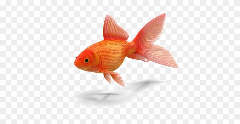 Download Free Png Dlpng Transparent Background Goldfish - 