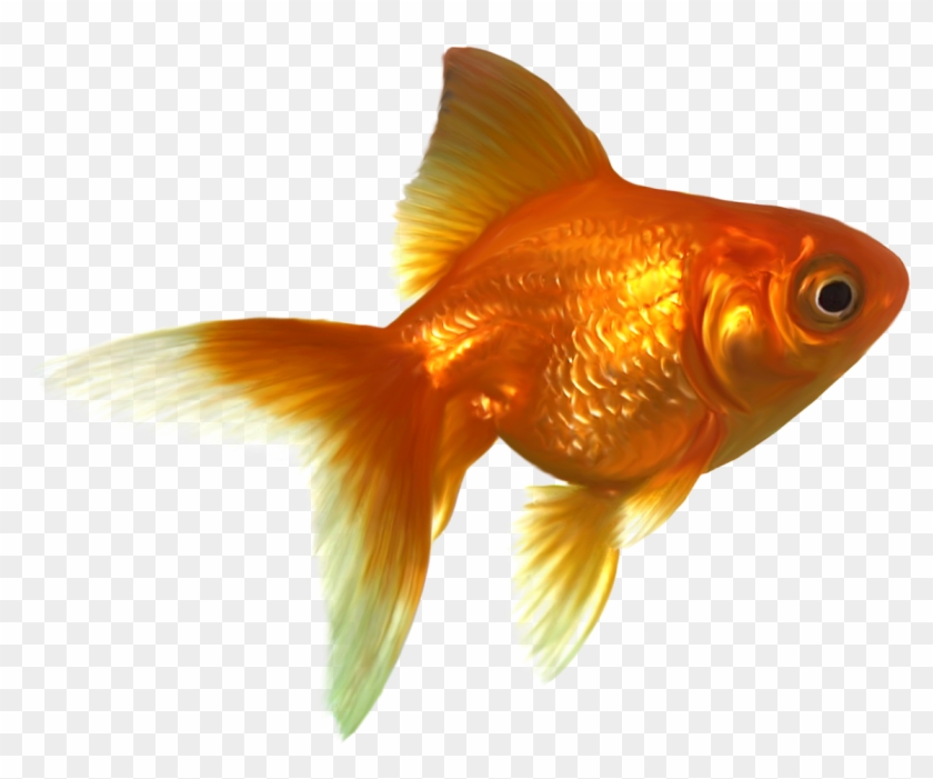 Goldfish free coins