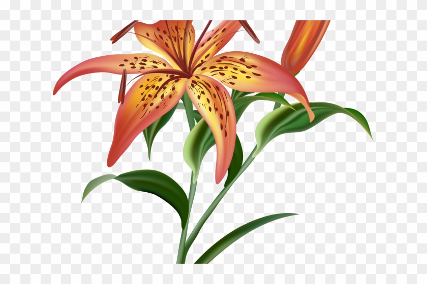 Orange Flower Clipart Tiger Lily Flower - Tiger Lily Png, Transparent Png -  640x480(#2537877) - PngFind