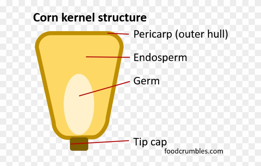 Popcorn Seed Diagram Data Wiring Diagram Update Animated Popcorn Seed Diagram Hd Png Download 677x499 2538700 Pngfind