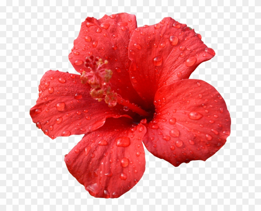 Shoeblackplant Caribbean Flowers Hawaiian Hibiscus  Tropical Flower  Clipart HD Png Download  791x7501329763  PngFind
