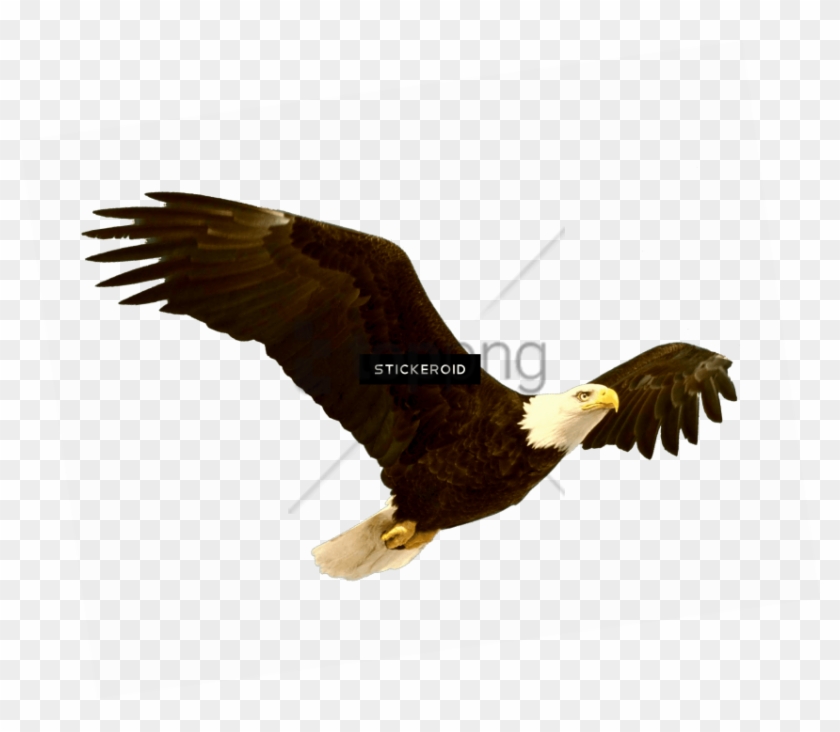 Free Png Bald Eagle Png Image With Transparent Background - Flying Like An  Eagle, Png Download - 850x701(#2555157) - PngFind