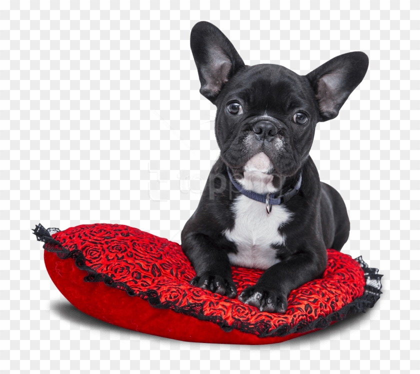 bulldog transparent background