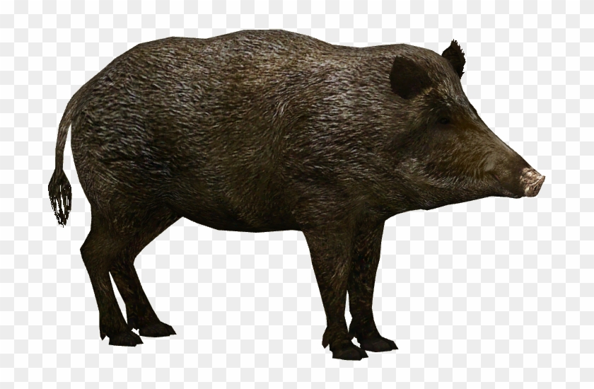 Boar Transparent Png Images Free Download - Wild Boar Png, Png Download ...